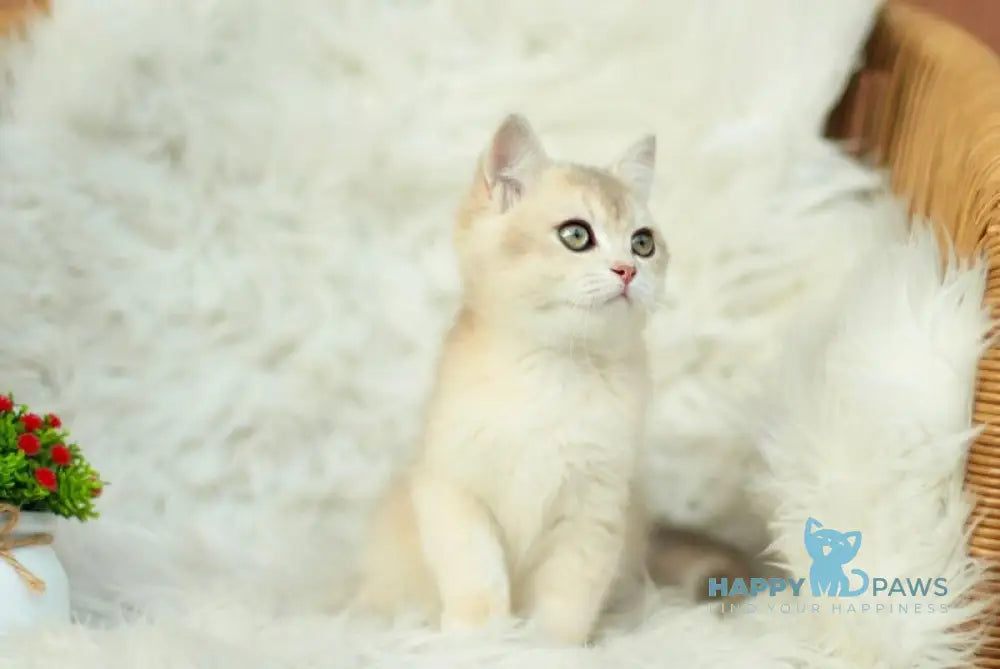 Cassandra British Shorthair male blue golden shaded live animals