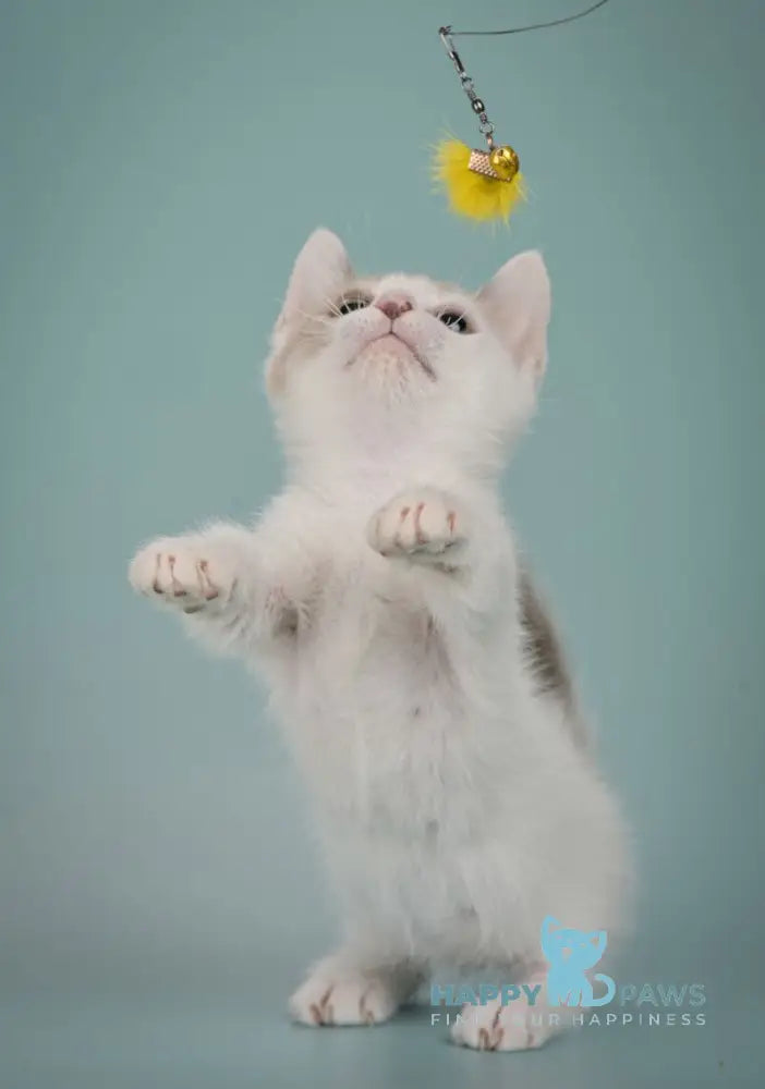 Cassani Munchkin male black pointed with white live animals