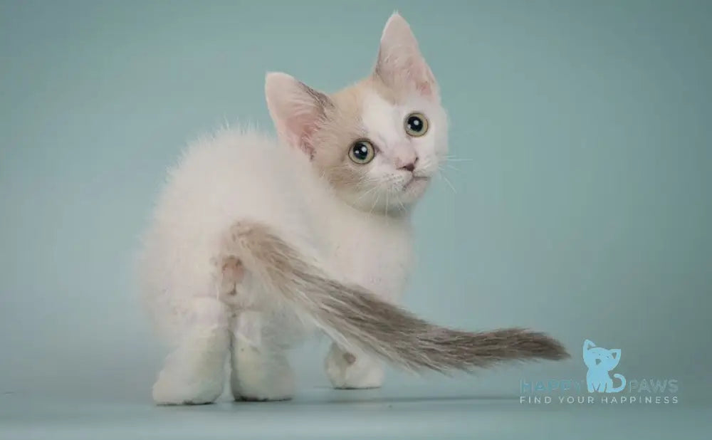 Cassani Munchkin male black pointed with white live animals