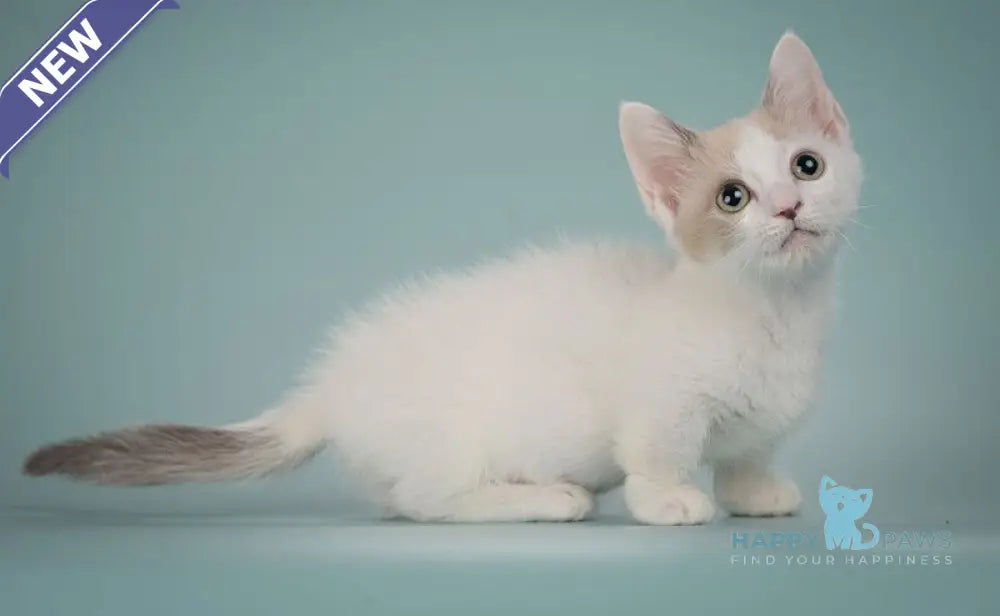 Cassani Munchkin male black pointed with white live animals