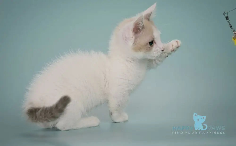 Cassani Munchkin male black pointed with white live animals