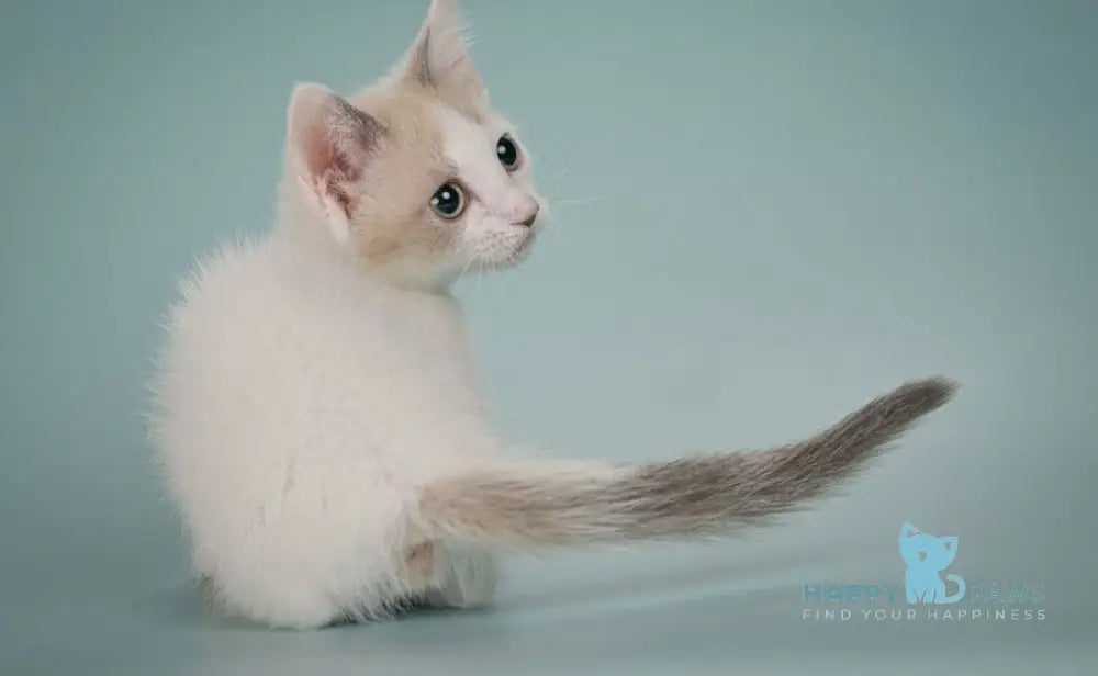 Cassani Munchkin male black pointed with white live animals