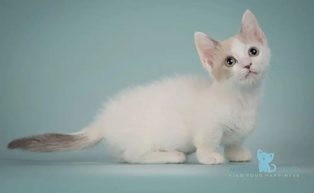 Cassani Munchkin male black pointed with white live animals