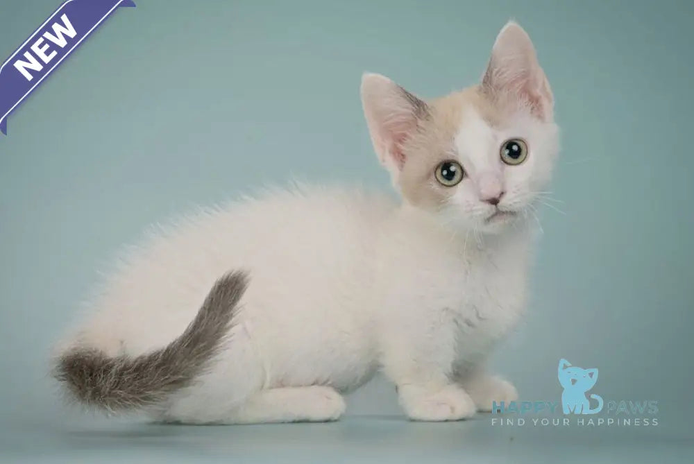 Cassani Munchkin male black pointed with white live animals