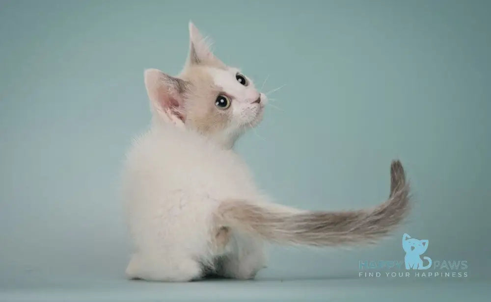 Cassani Munchkin male black pointed with white live animals