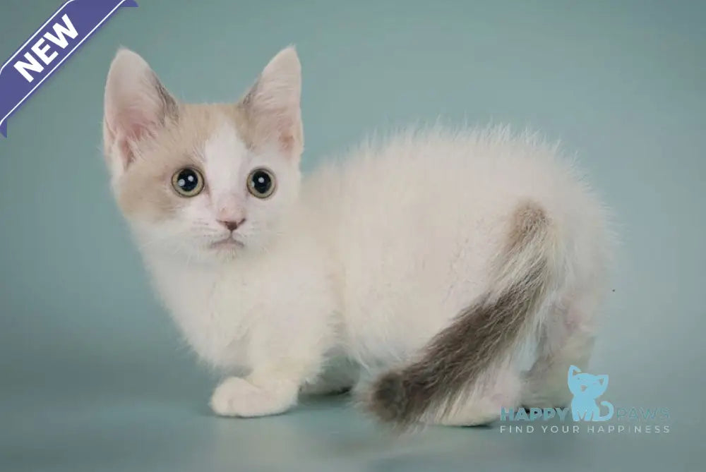 Cassani Munchkin male black pointed with white live animals