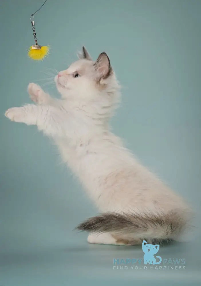 Cassani Munchkin male black pointed with white live animals