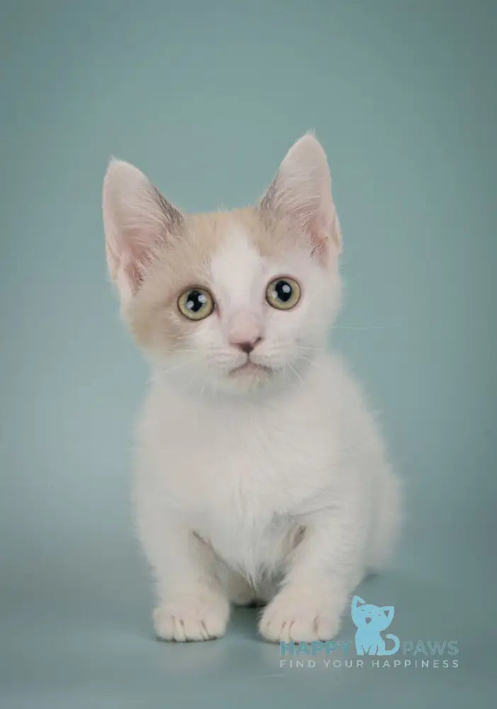 Cassani Munchkin male black pointed with white live animals