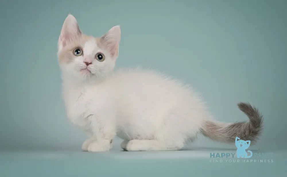 Cassani Munchkin male black pointed with white live animals