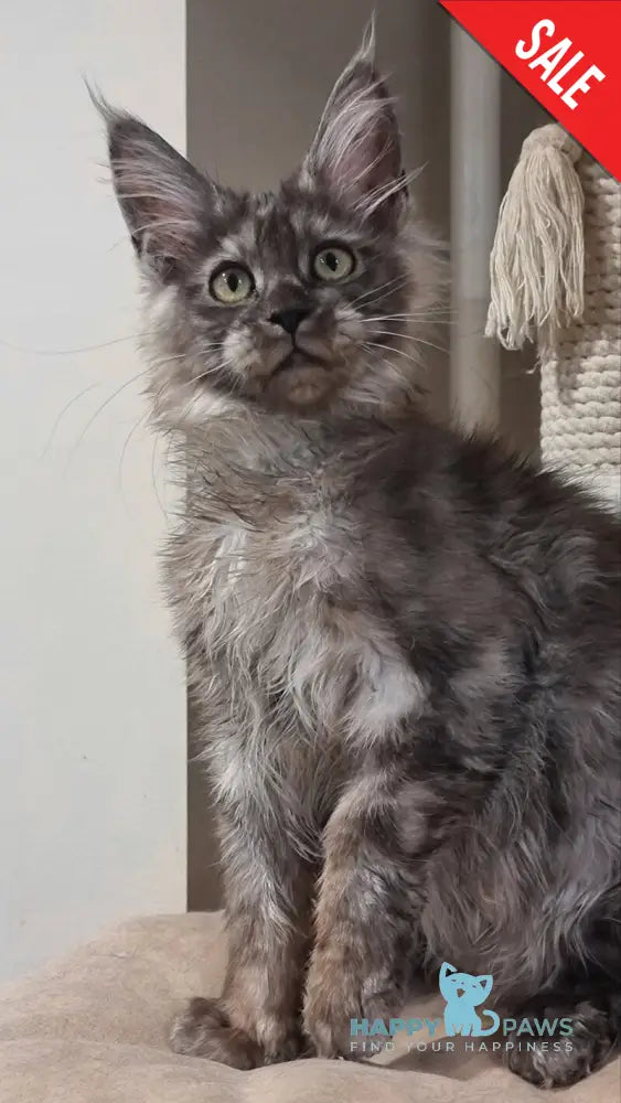 Cassia Maine Coon female black silver - live animals