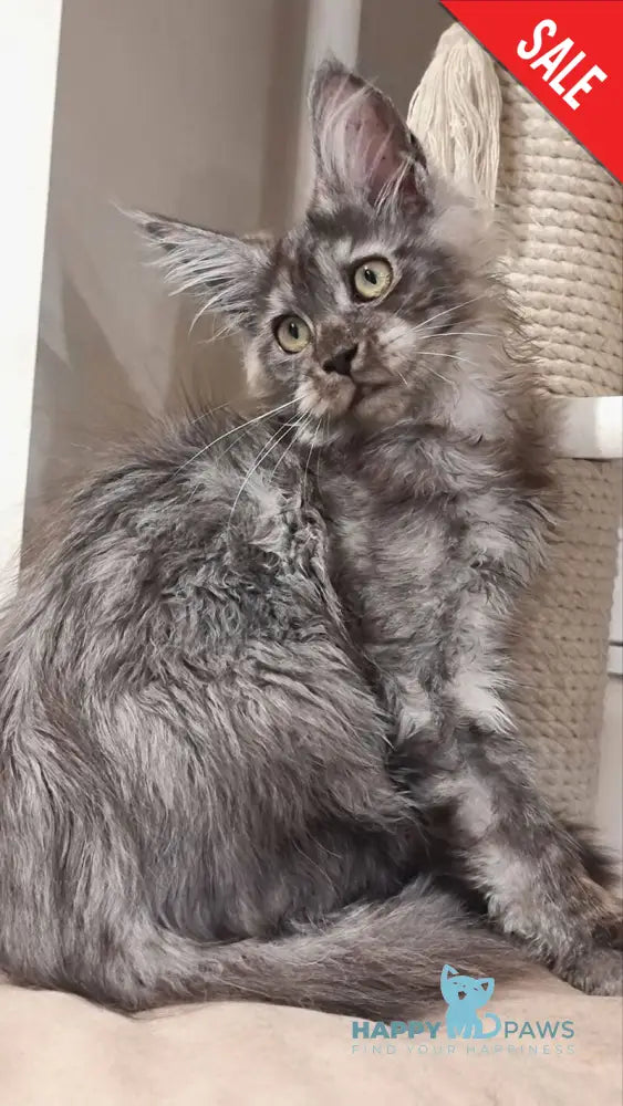 Cassia Maine Coon female black silver - live animals