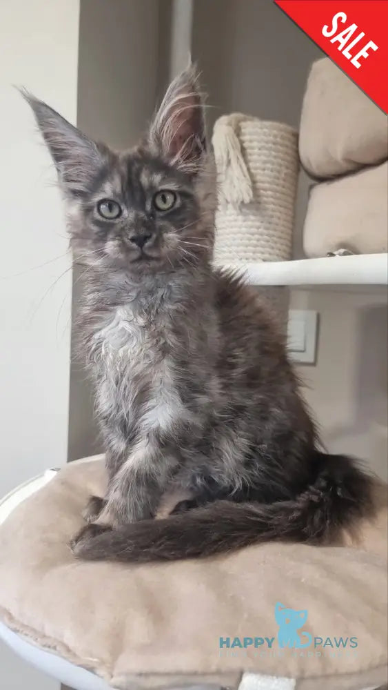 Cassia Maine Coon female black silver - live animals