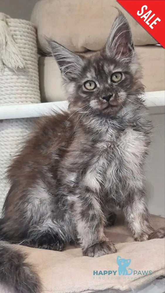 Cassia Maine Coon female black silver - live animals