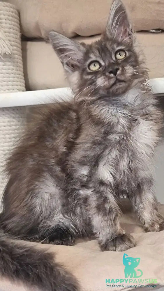 Cassia Maine Coon female black silver - live animals