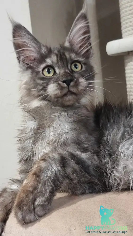 Cassia Maine Coon female black silver - live animals