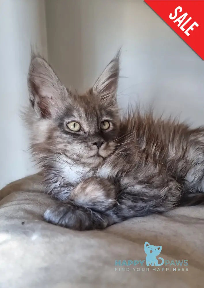 Cassia Maine Coon female black silver - live animals