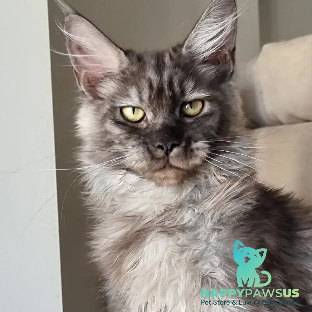 Cassia Maine Coon female black silver - live animals