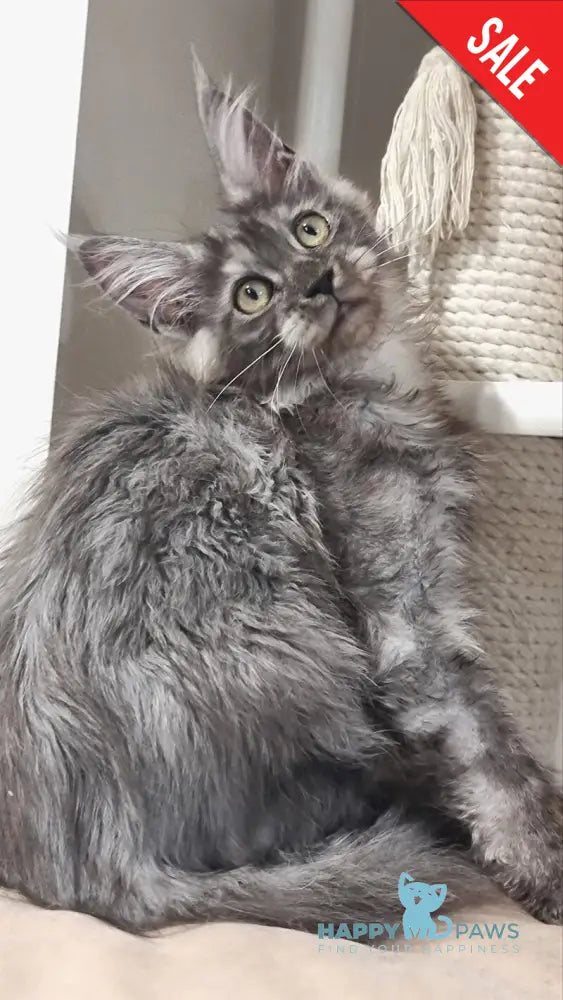Cassia Maine Coon female black silver - live animals