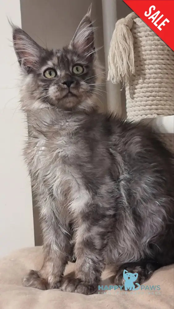 Cassia Maine Coon female black silver - live animals