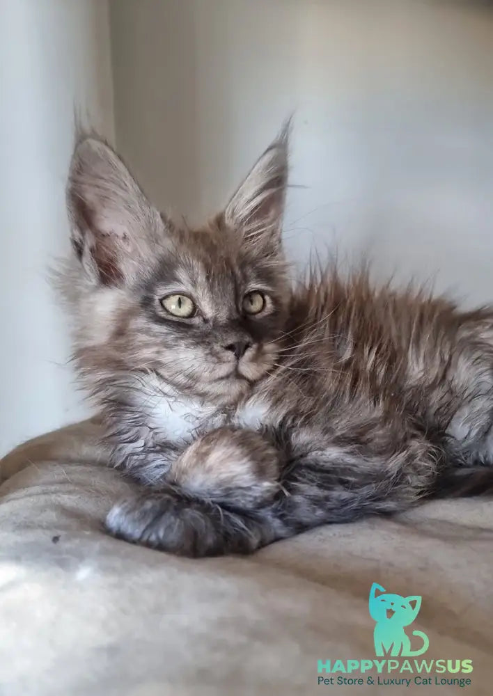 Cassia Maine Coon female black silver - live animals