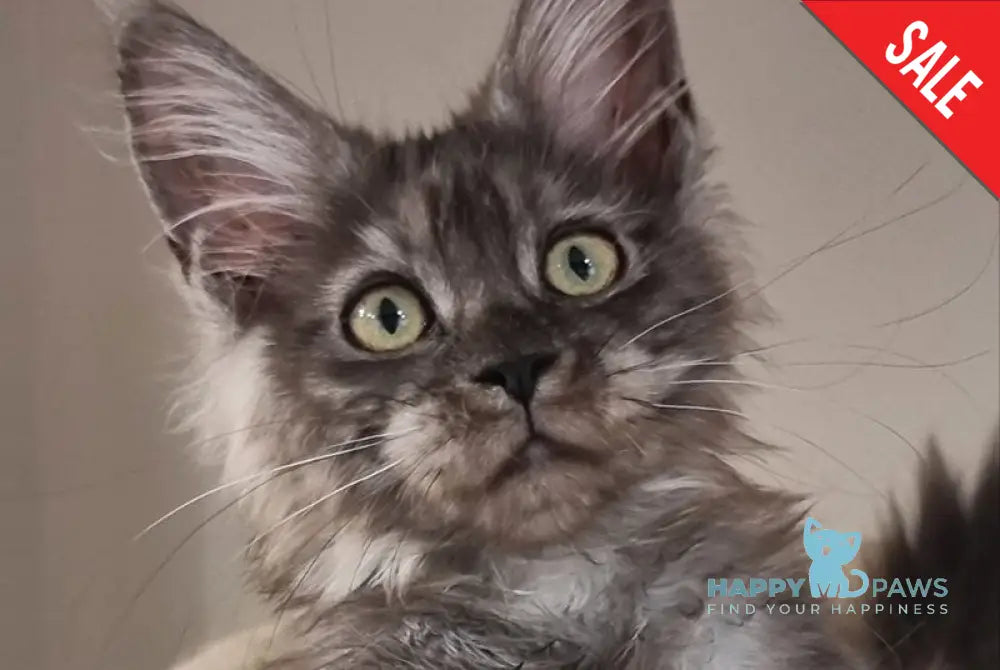 Cassia Maine Coon female black silver - live animals