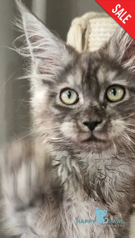 Cassia Maine Coon female black silver - live animals