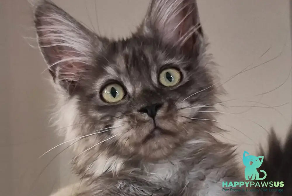Cassia Maine Coon female black silver - live animals