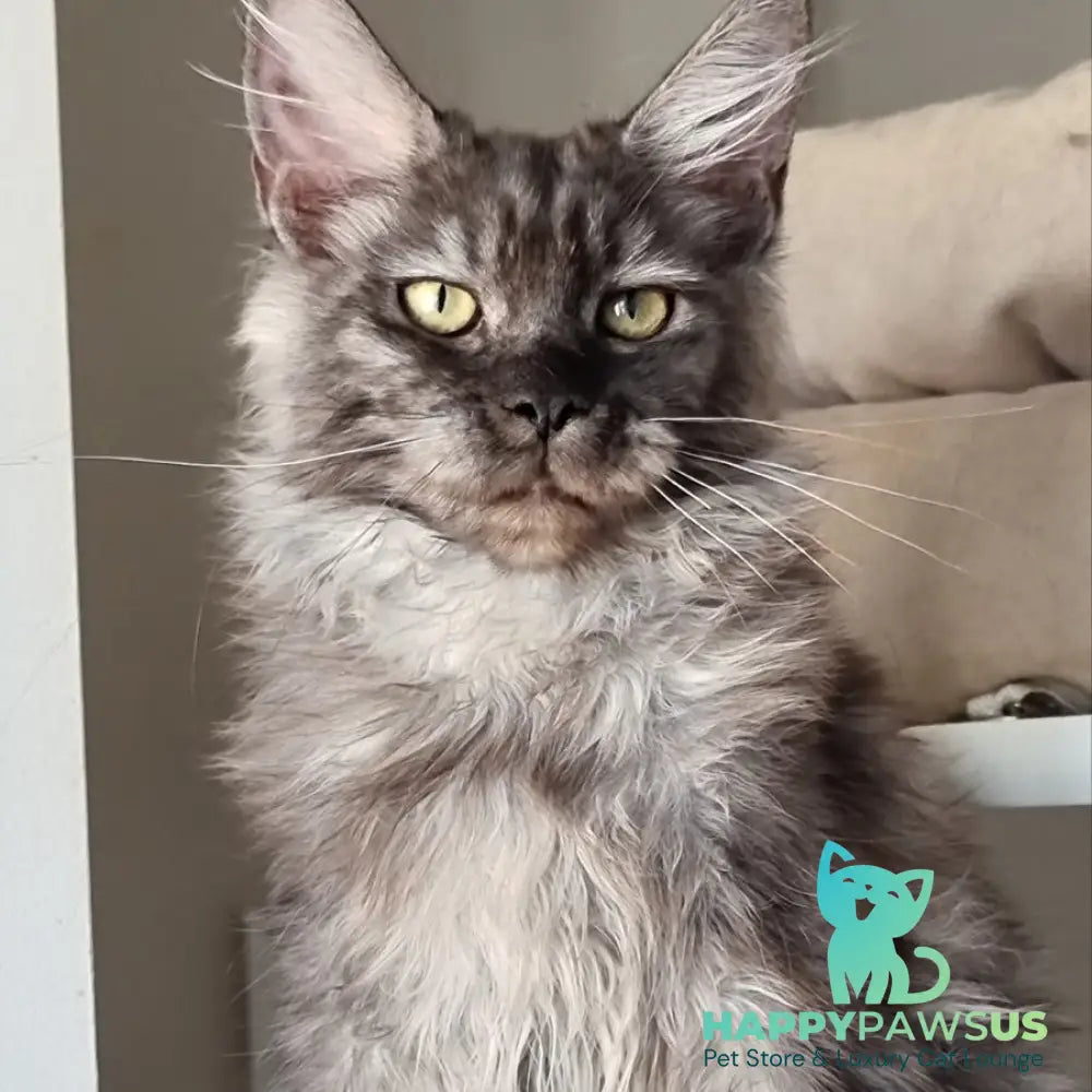 Cassia Maine Coon female black silver - live animals