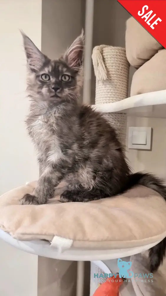 Cassia Maine Coon female black silver - live animals