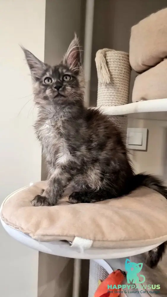 Cassia Maine Coon female black silver - live animals