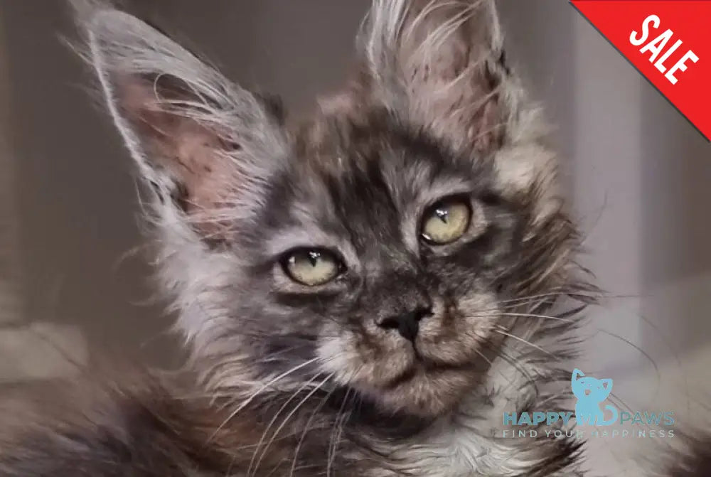 Cassia Maine Coon female black silver - live animals