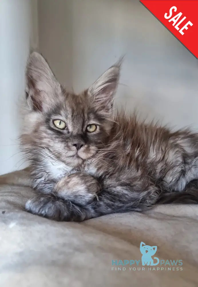 Cassia Maine Coon female black silver - live animals