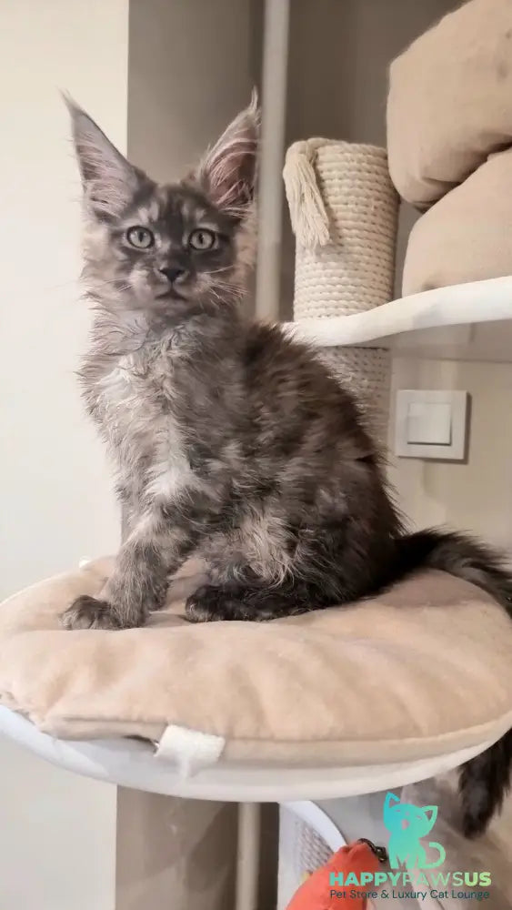 Cassia Maine Coon female black silver - live animals