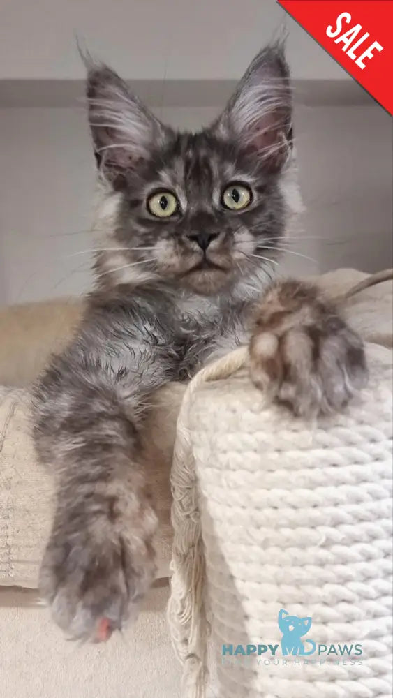Cassia Maine Coon female black silver - live animals