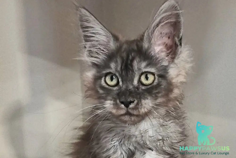 Cassia Maine Coon female black silver - live animals