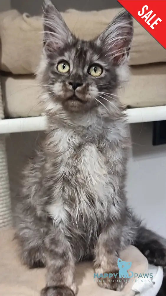 Cassia Maine Coon female black silver - live animals