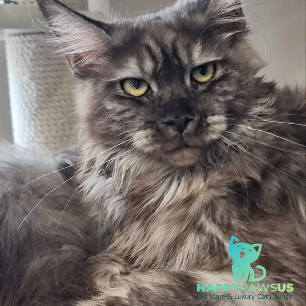 Cassia Maine Coon female black silver - live animals