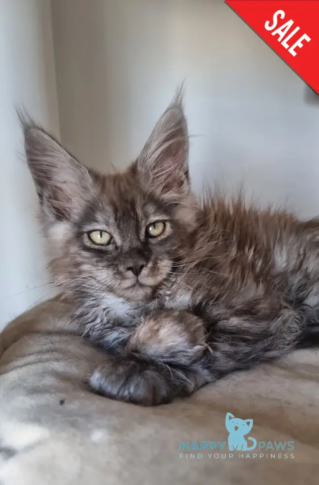 Cassia Maine Coon female black silver - live animals