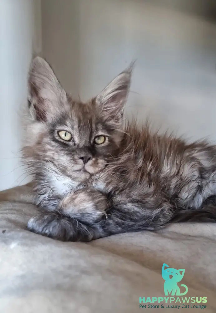 Cassia Maine Coon female black silver - live animals