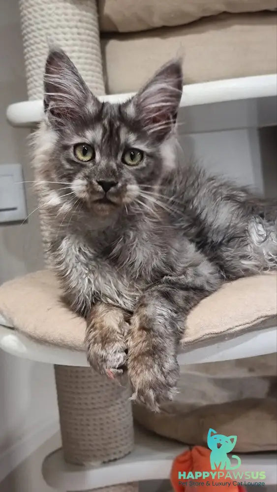 Cassia Maine Coon female black silver - live animals