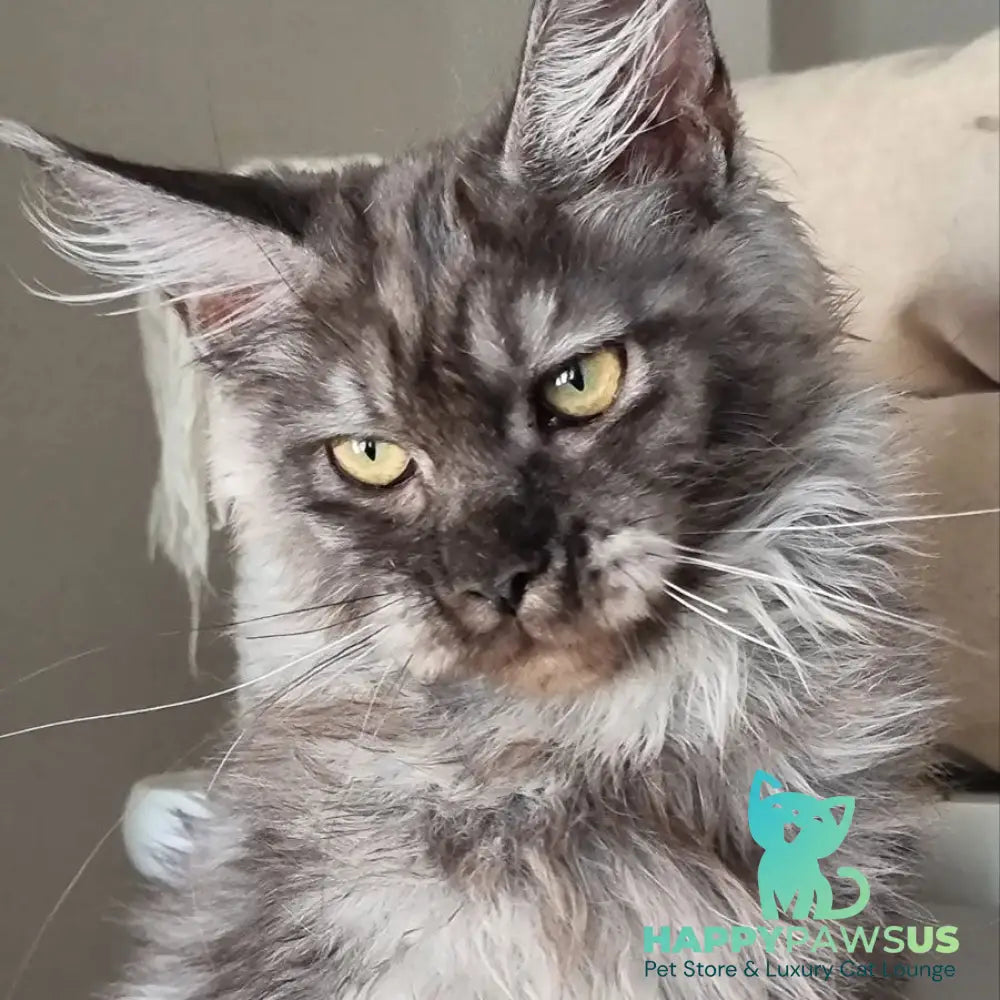 Cassia Maine Coon female black silver - live animals
