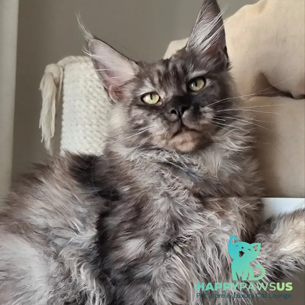 Cassia Maine Coon female black silver - live animals