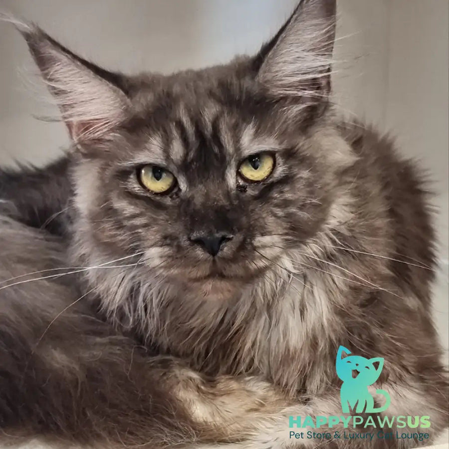 Cassia Maine Coon female black silver - live animals