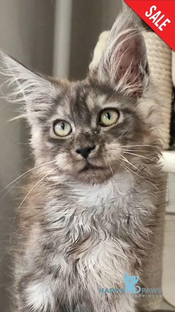 Cassia Maine Coon female black silver - live animals