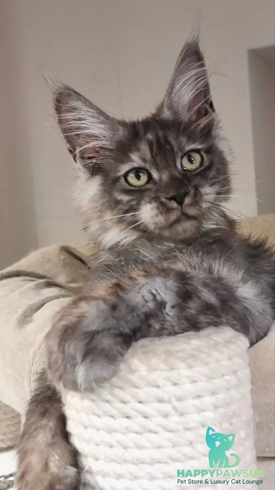 Cassia Maine Coon female black silver - live animals