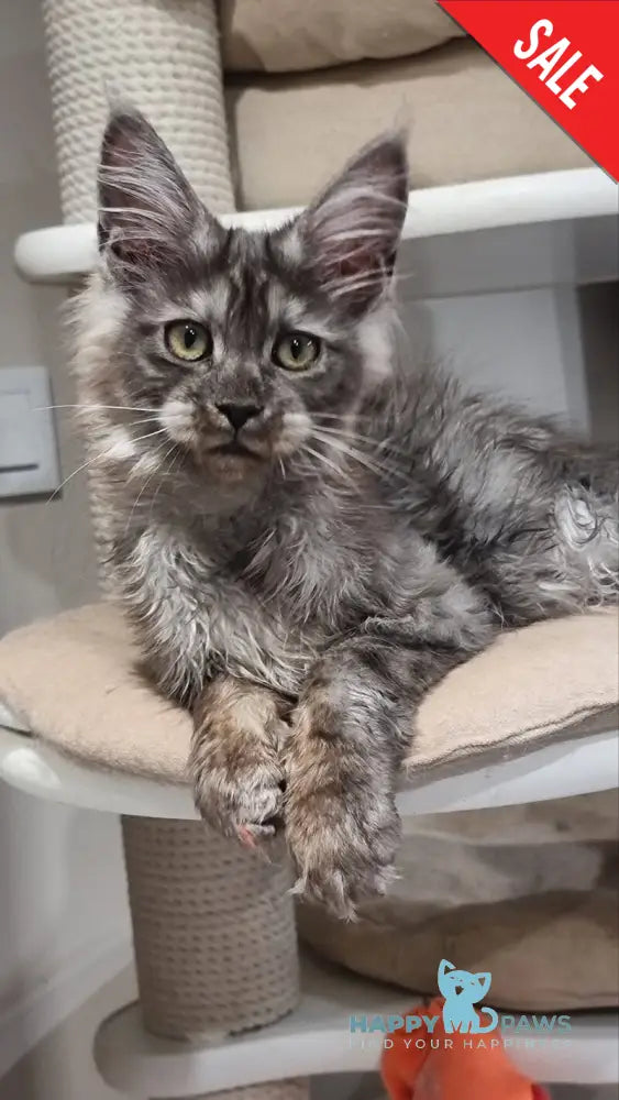 Cassia Maine Coon female black silver - live animals