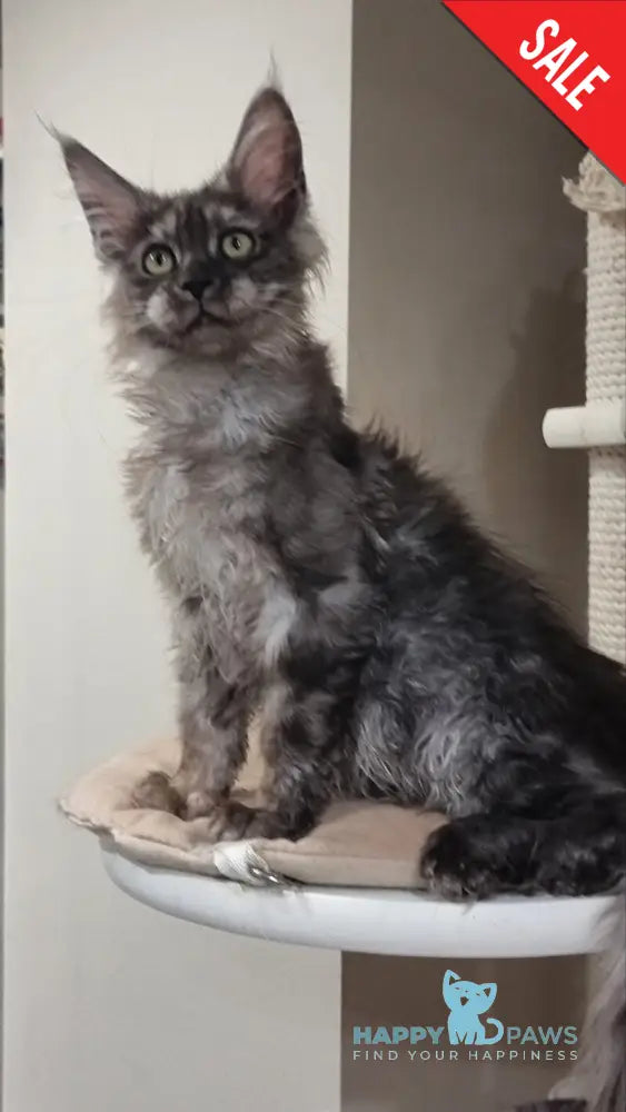 Cassia Maine Coon female black silver - live animals