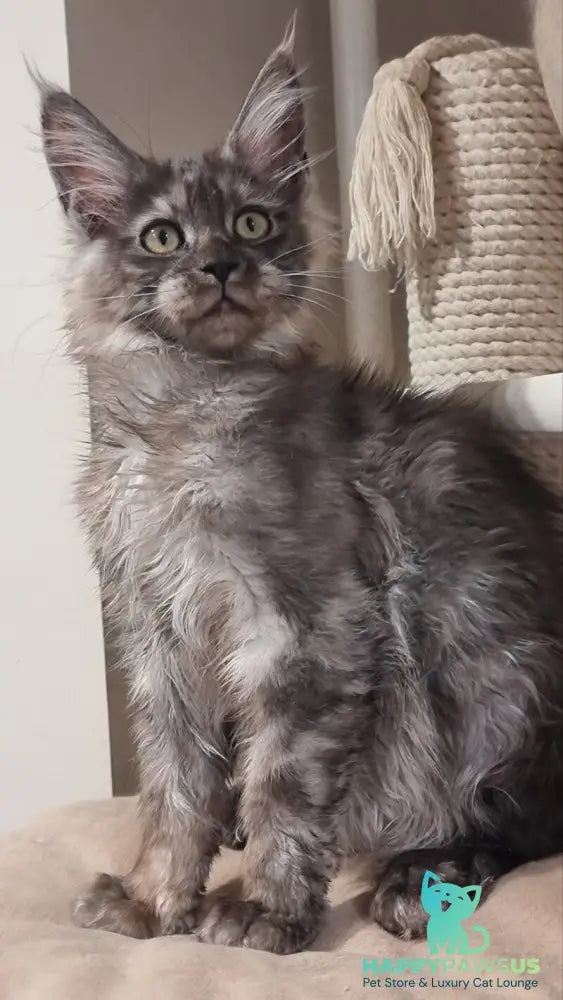 Cassia Maine Coon female black silver - live animals