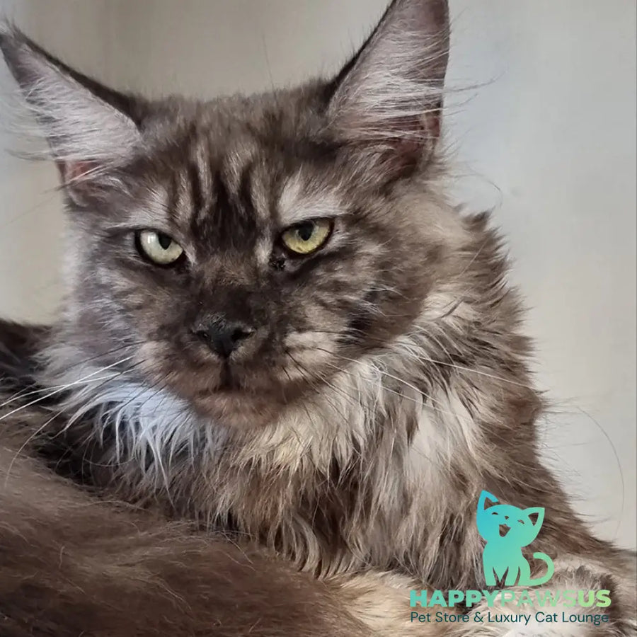 Cassia Maine Coon female black silver - live animals