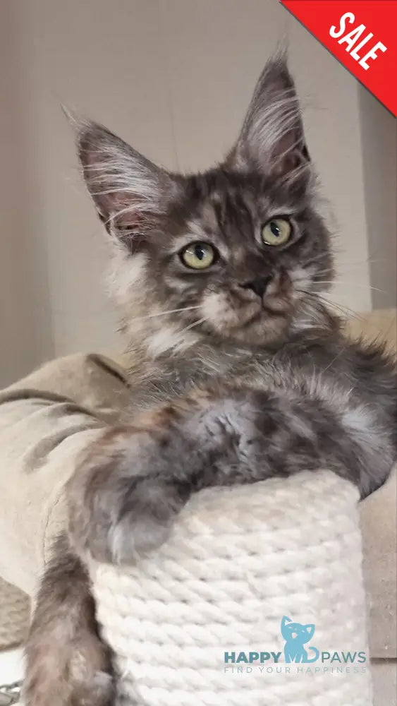 Cassia Maine Coon female black silver - live animals